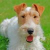 Fox Terrier Puppy Paint By Numbers