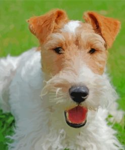 Fox Terrier Puppy Paint By Numbers