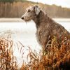 Wolfhound Puppy Paint By Numbers