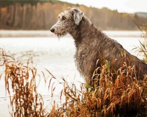 Wolfhound Puppy Paint By Numbers