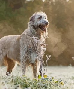 Wolfhound Dog Paint By Numbers