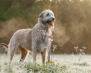 Wolfhound Dog Paint By Numbers