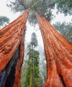 Sequoi Trees Paint By Numbers