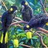 Black Cockatoos Paint By Numbers