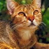 Adorable Abyssinian Kitty Paint By Numbers