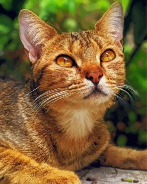 Adorable Abyssinian Kitty Paint By Numbers