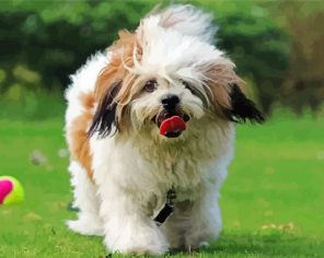 Adorable Lhassa Apso Paint By Numbers