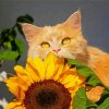 Cat With Sunflower Paint By Numbers