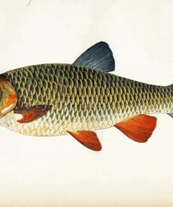 Chub Fish Paint By Numbers