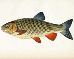 Chub Fish Paint By Numbers