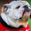 Georgia Bulldogs Paint By Numbers