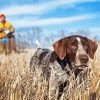 German Shorthaired Paint By Numbers