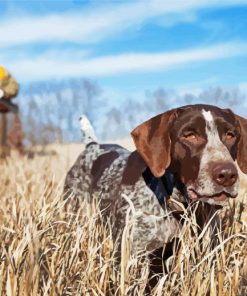 German Shorthaired Paint By Numbers