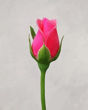 Pink Rosebud Paint By Numbers