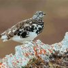 Ptarmigan Bird Paint By Numbers