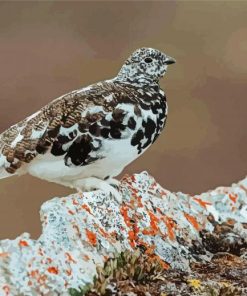 Ptarmigan Bird Paint By Numbers