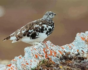 Ptarmigan Bird Paint By Numbers