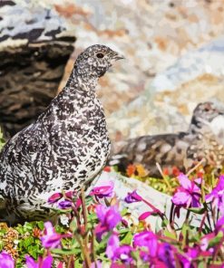 Aesthetic Ptarmigan Paint By Numbers