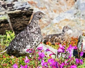 Aesthetic Ptarmigan Paint By Numbers