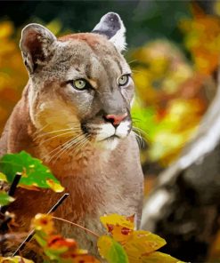 Cougar Cat Paint By Numbers