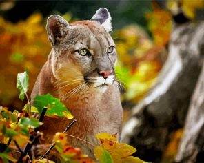 Cougar Cat Paint By Numbers