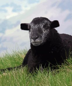 Black Herdwick Paint By Numbers