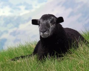 Black Herdwick Paint By Numbers