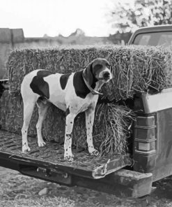 Dog In Truck Paint By Numbers