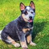 Heeler Dog Paint By Numbers