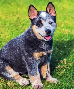 Heeler Dog Paint By Numbers