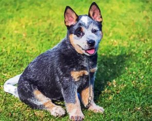 Heeler Dog Paint By Numbers