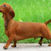 Brown Daschound Paint By Numbers