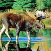 Moose Water Paint By Numbers