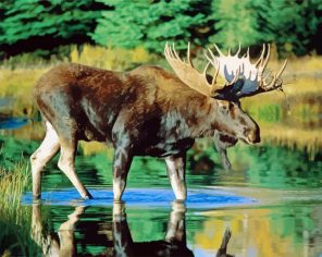 Moose Water Paint By Numbers