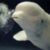 Beluga Whale Animal Paint By Numbers