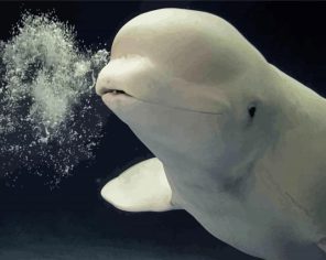 Beluga Whale Animal Paint By Numbers