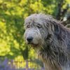 Grey Wolfhound Paint By Numbers