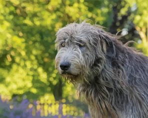 Grey Wolfhound Paint By Numbers