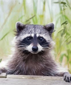 Adorable Racoon Paint By Numbers