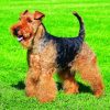 Welsh Terrier Puppy Paint By Numbers