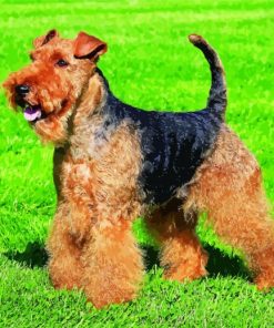 Welsh Terrier Puppy Paint By Numbers