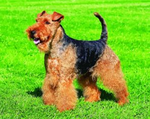 Welsh Terrier Puppy Paint By Numbers