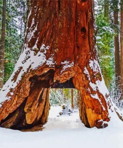 Huge Sequoi Plant Paint By Numbers