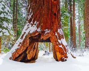 Huge Sequoi Plant Paint By Numbers