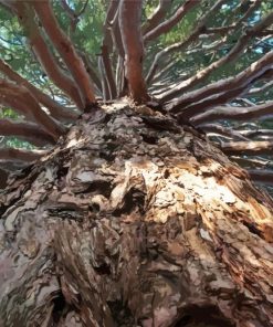 Giant Sequoi Plants Paint By Numbers