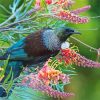 Aesthetic Honeyeater Paint By Numbers