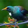 Honeyeater On Branch Paint By Numbers