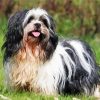 Lhasa Apso Paint By Numbers