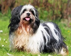 Lhasa Apso Paint By Numbers