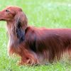 Long Haired Dachshund Paint By Numbers